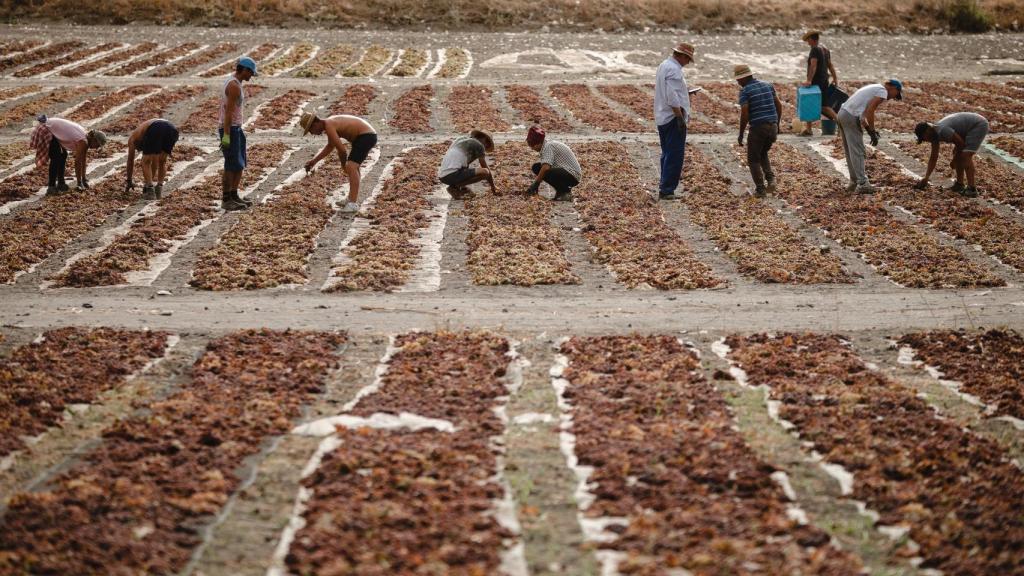 Trabajos con la uva de Pedro Ximénez.