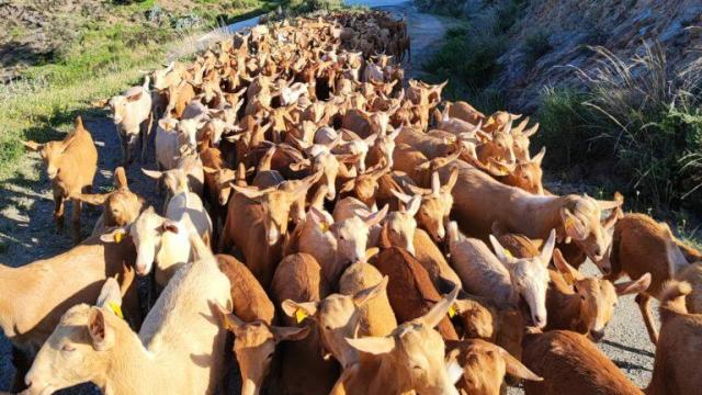 Un grupo de cabras de Málaga.