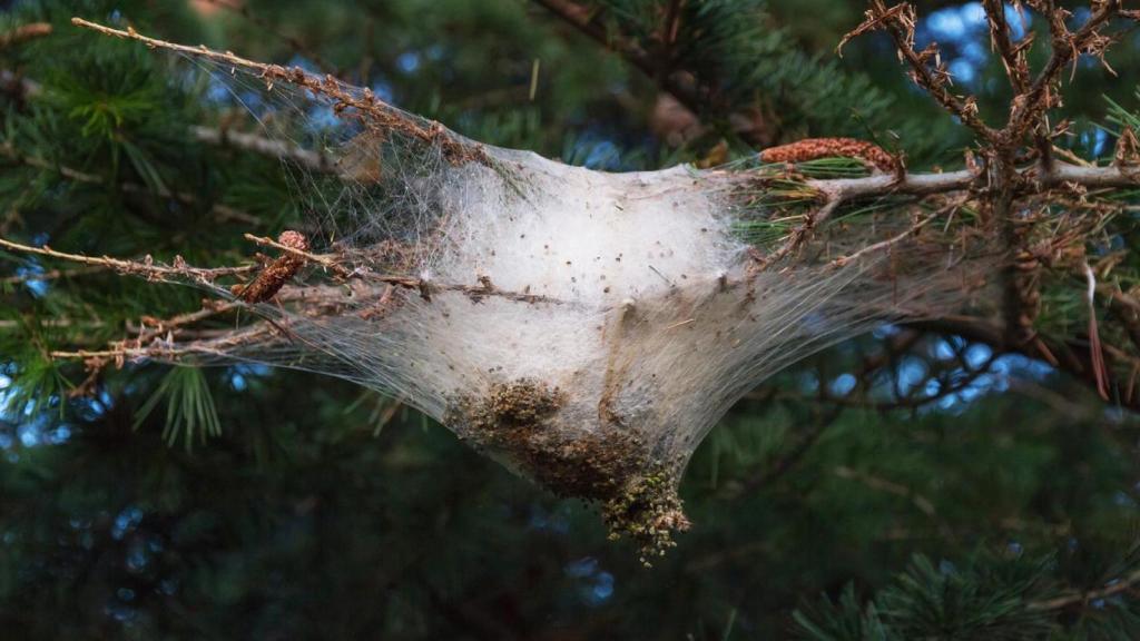 Nido de orugas procesionarias en la rama de un árbol.