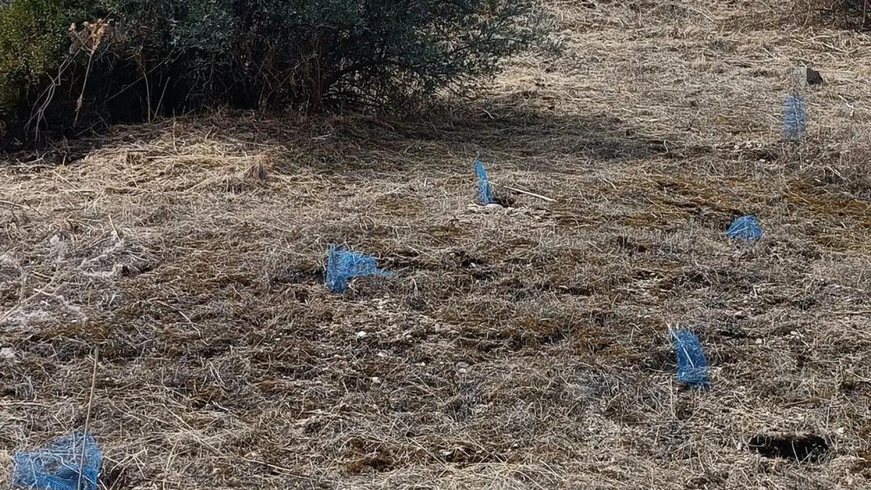 Imagen de una de las parcelas desbrozadas en el parque de Polvorines. Foto: ARBA