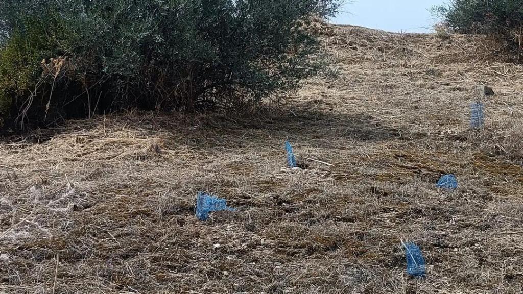 Imagen de una de las parcelas desbrozadas en el parque de Polvorines. Foto: ARBA