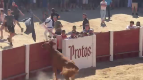 Vaca saltarina en Peñafiel