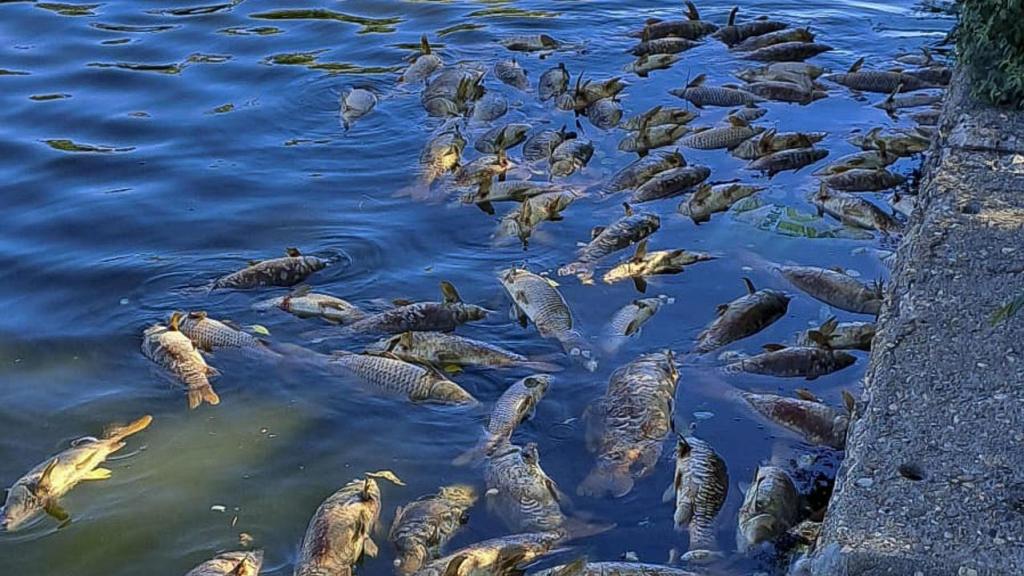 El Ayuntamiento de Madrid ha procedido a la retirada de algunos ejemplares de carpas que han aparecido muertos en la superficie del lago del parque Juan Carlos I.