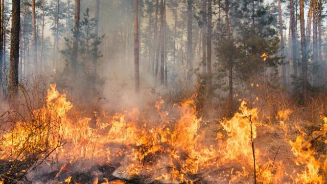 Imagen de recurso de un incendio forestal.