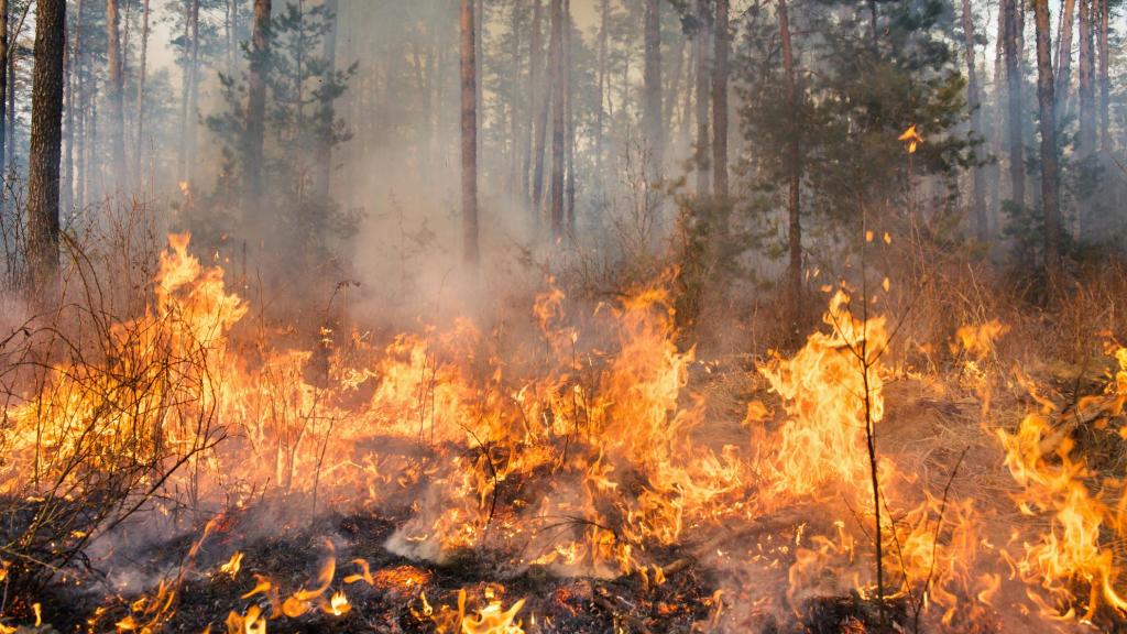 Imagen de recurso de un incendio forestal.