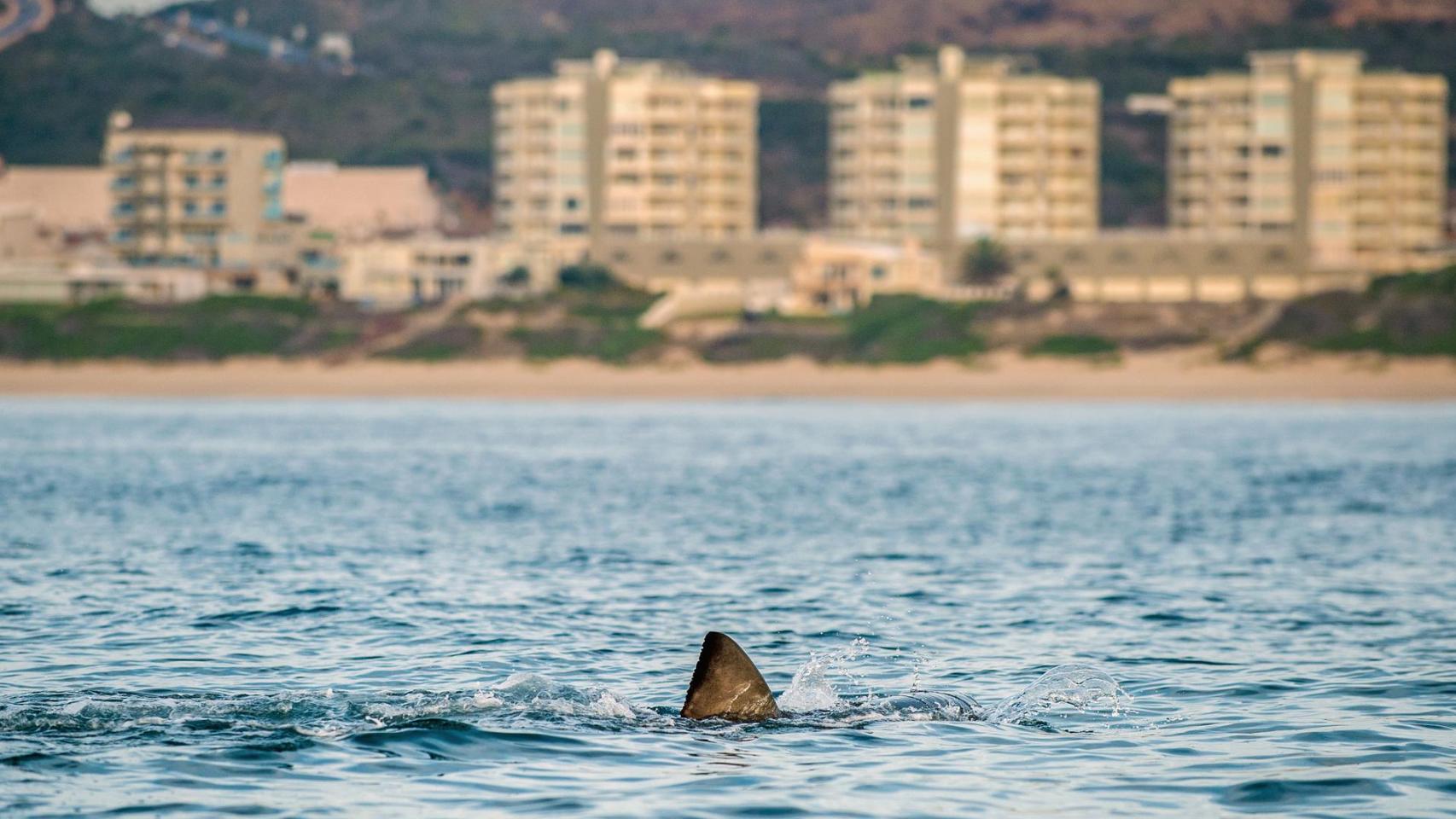 Aleta de tiburón blanco en Sudáfrica.