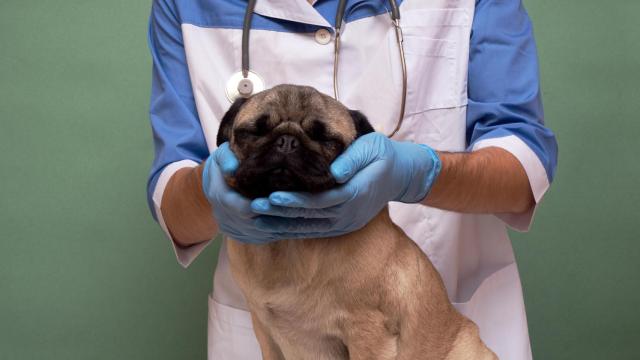 Foto de archivo de un perro en el veterinario