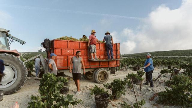 La viña jerezana en plena vendimia.