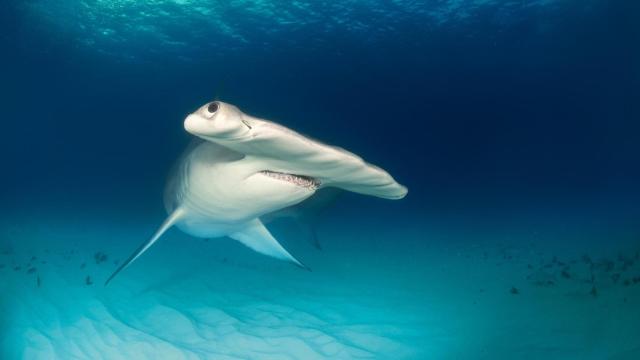 Tiburón martillo.