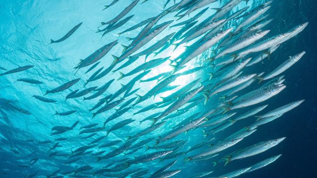 Un banco de peces nadando en aguas cristalinas