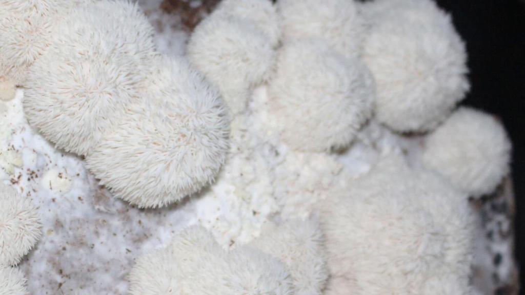 Lion's mane mushroom.