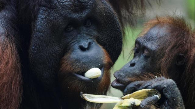 Orangutanes de Borneo comparten un plátano durante la hora de comer en un centro de rehabilitación, en Sepilok.