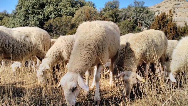 Aragón trabaja para contener el foco de Lengua Azul que afecta a una explotación con casi 600 ovejas