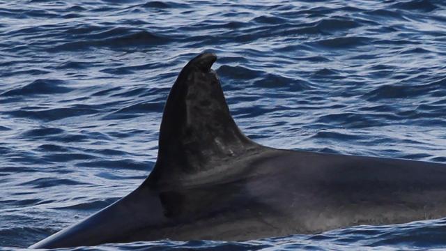 La orca conocida como 'abuela Toñi'.