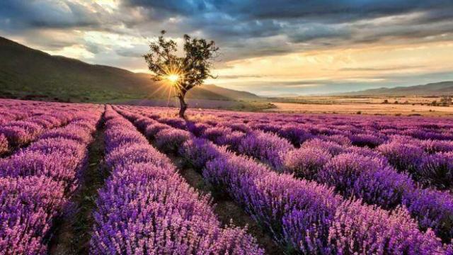 Campos de lavanda de Brihuega. Foto: Turismo Guadalajara