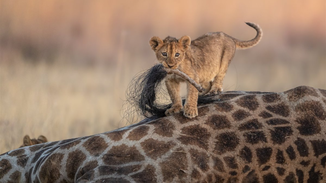 Imagen de un león encima de una jirafa.