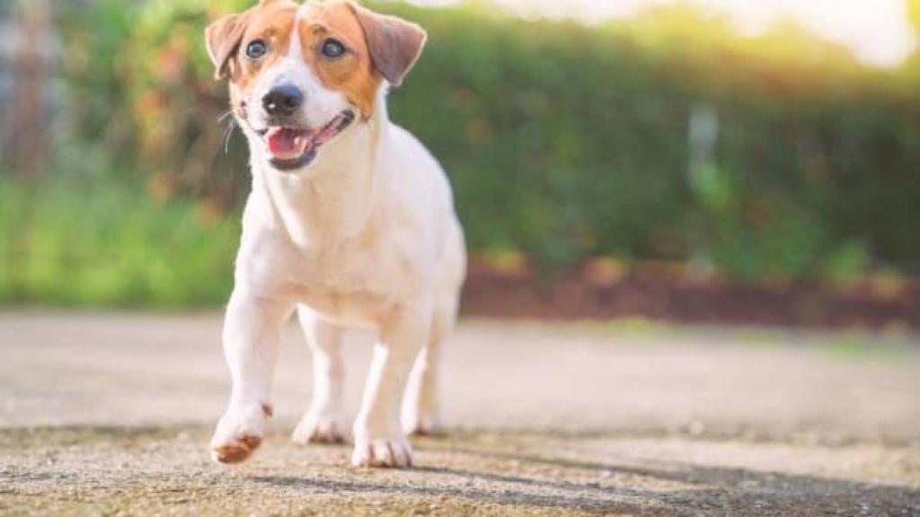 Un perro suelto, en una imagen de archivo.