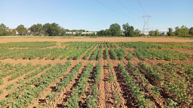 Imagen de un cultivo de Quinoa