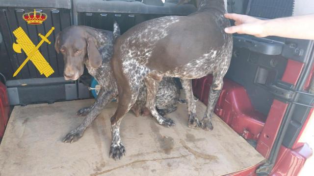 Los dos perros robados en León