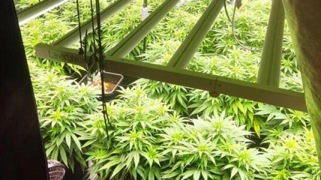 Cae una banda dedicada al cultivo de marihuana en Tomelloso y Socuéllamos: hay tres detenidos