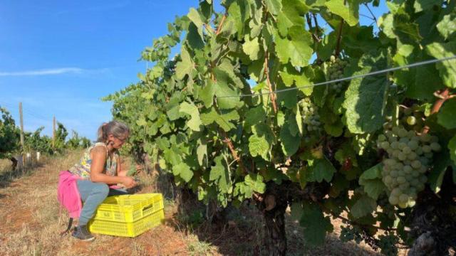 Una trabajadora selecciona los racimos de Godello antes de echarlos al cesto.