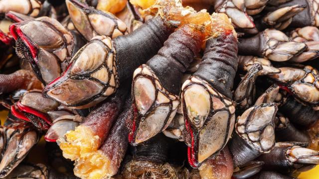 Primer plano de unos percebes