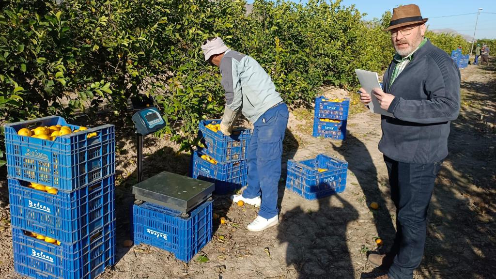 El director de la Escuela de Agrónomos de la UPCT, José Miguel Molina (d), en una plantación de limones durante el desarrollo del proyecto 'Calibración y estimación de la producción de limoneros con visión artificial'.