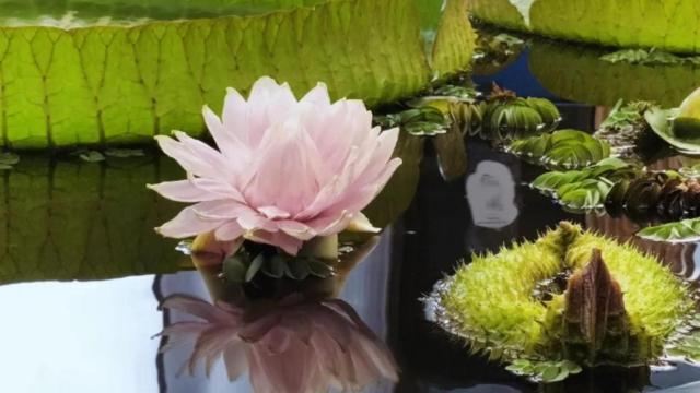 Flor del nenúfar gigante de la Fundación Sales de Vigo.