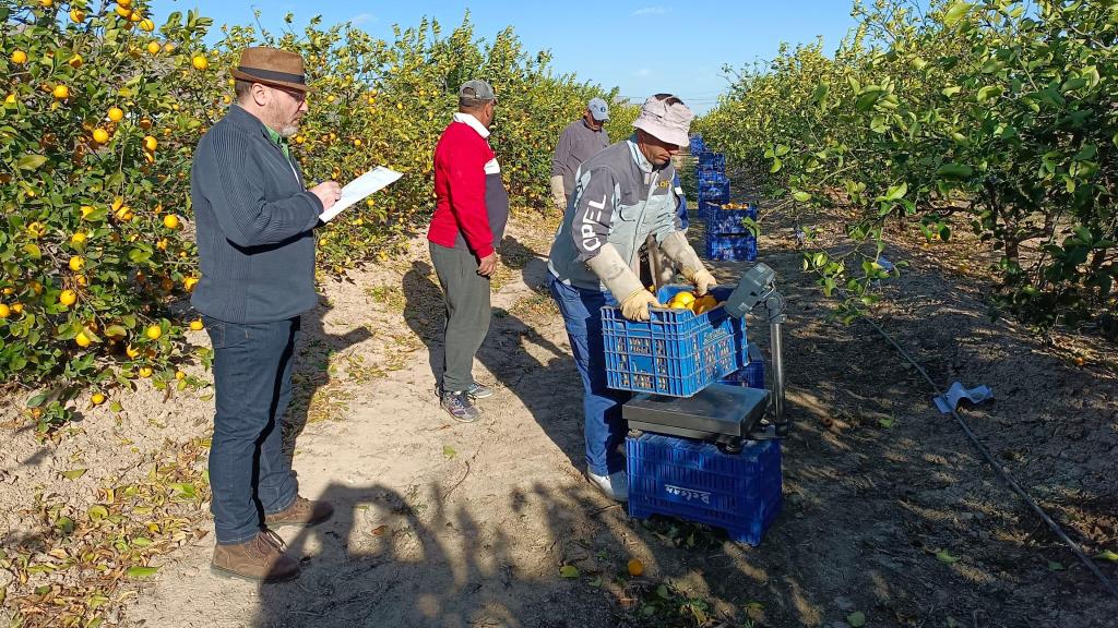 El investigador responsable del proyecto, José Miguel Molina (i), contando la producción de un cultivo de limones para contrastar la cosecha con los datos del sistema experimental.