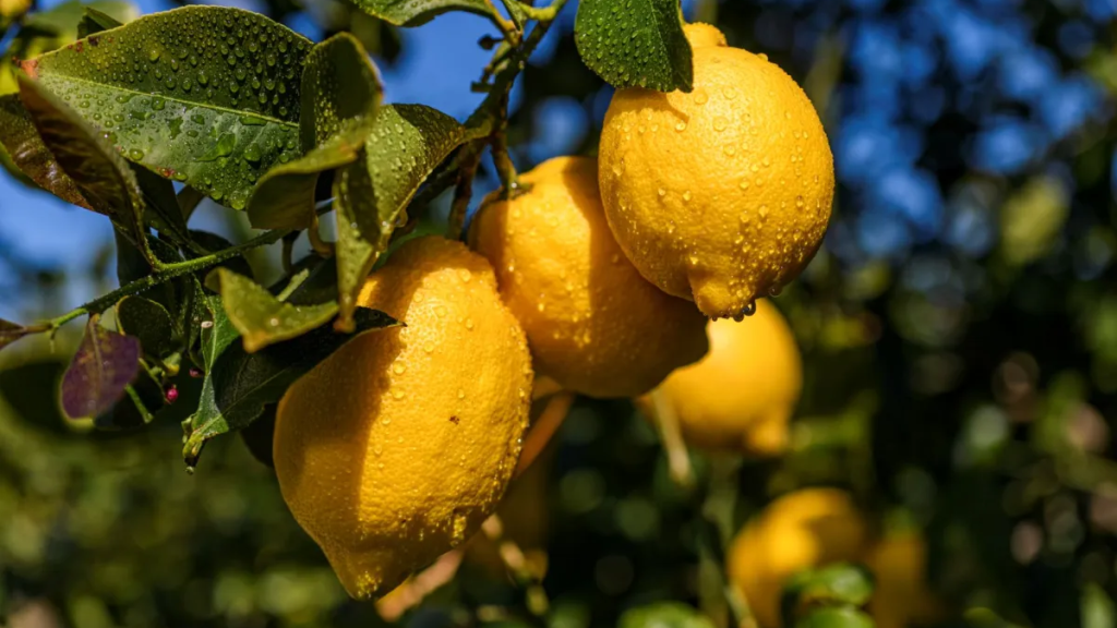 Una rama con varios limones en un cultivo.