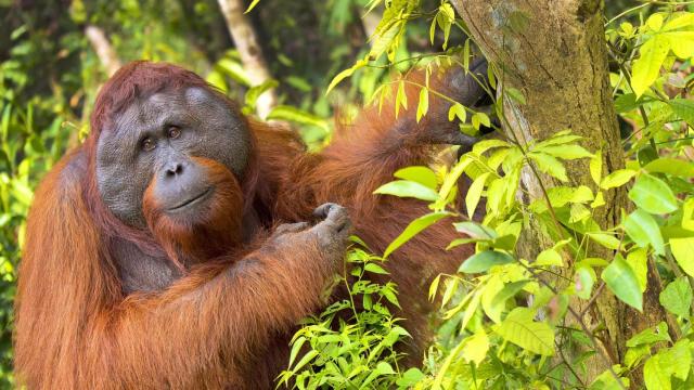 Un orangután colgado de un árbol.