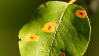 Oro para el jardín: el fungicida casero para tus flores y plantas que se hace con solo un ingrediente de cocina