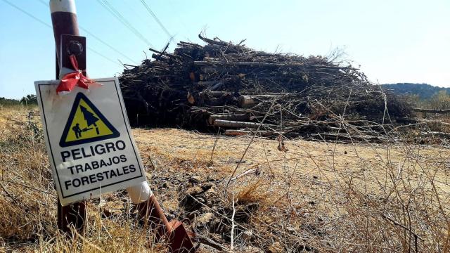 Decenas de árboles de ribera talados. Foto: Ardeidas.