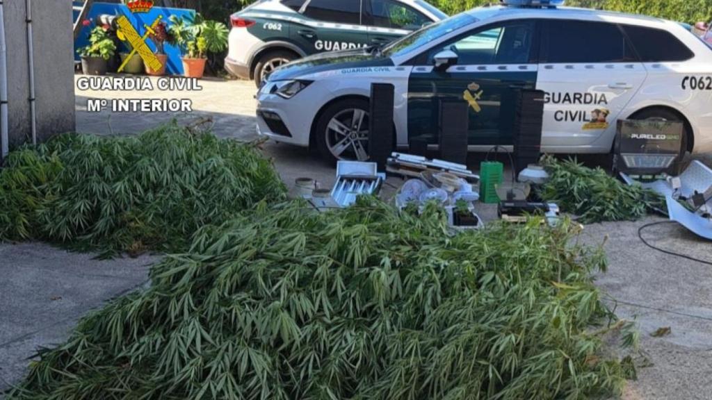 Investigan a dos vecinos de Tui tras incautar 50 plantas de cannabis en su finca