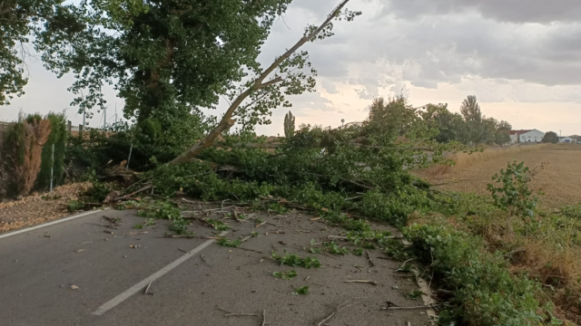 Árboles caídos este viernes en una carretera de Graja de Iniesta (Cuenca) a consecuencia de una tormenta. Foto: Asaja.