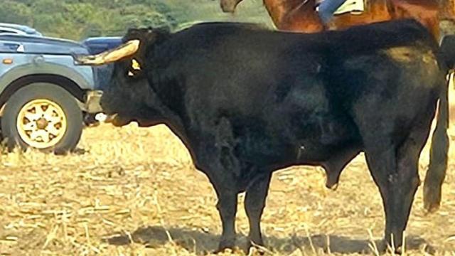 Un toro durante un encierro en El Casar (Guadalajara). Imagen de archivo.