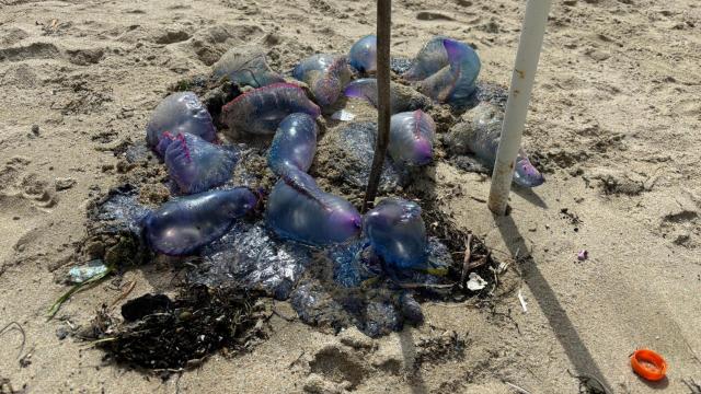 Carabelas portuguesas en la playa de El Matadero