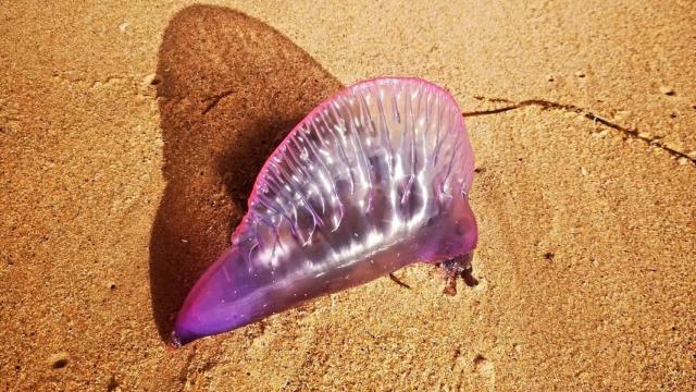 Carabela portuguesa en San Amaro