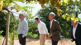 Alfonso Rueda, durante la visita a una bodega este lunes.