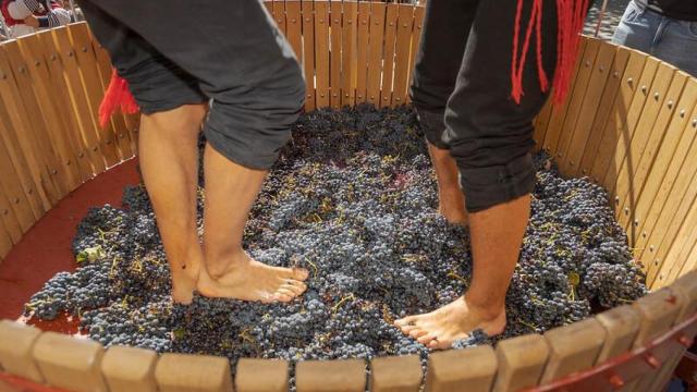 Tradicional pisado de la uva en Ribera del Duero