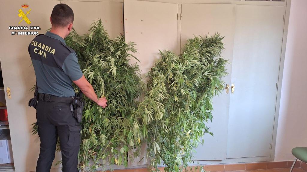 Plantas de marihuana encontradas en Magaz de Pisuerga