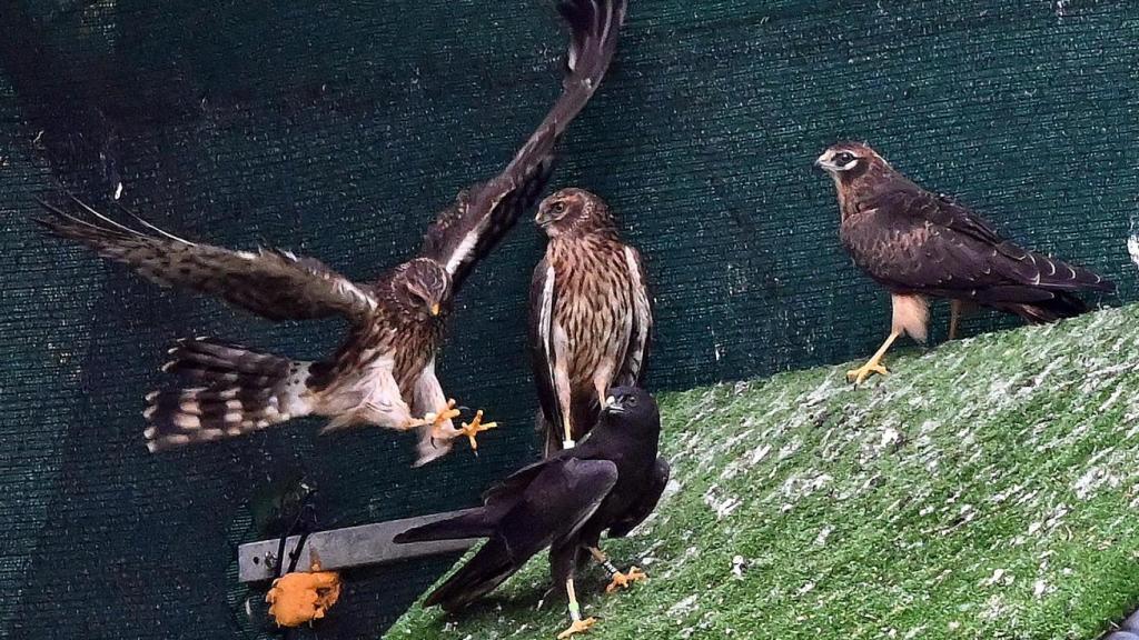 Conservación del aguilucho cenizo