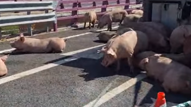 Varios cerdos en la autovía CM-42 tras volcar el camión en el que eran transportados.