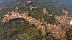 Un 'camino' de medusas 'huevo frito' en las playas del Mar Menor en Los Urrutias.