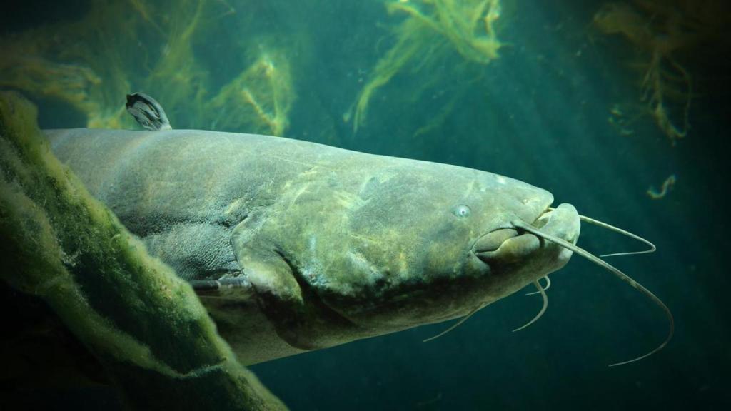 Siluro gigante nadando en la profundidad del río.