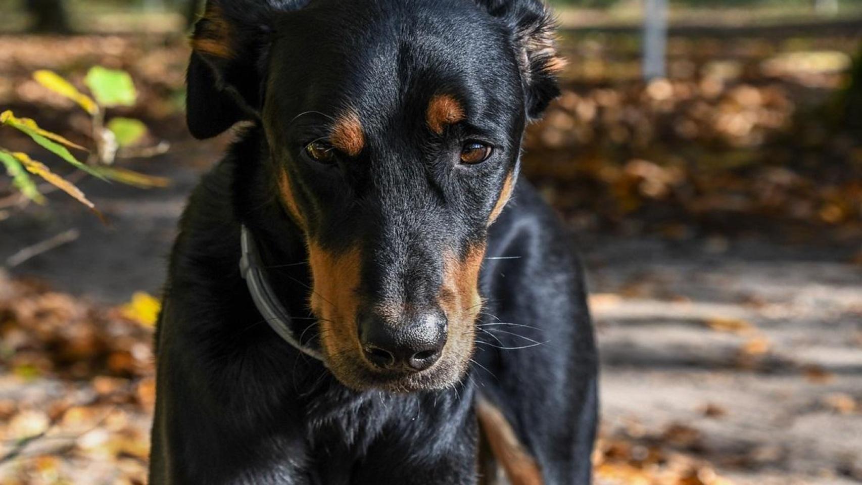 Los 10 mejores collares antipulgas para perros relación calidad-precio del 2024