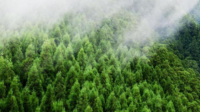 ¿Cómo funciona la tecnología española contra incendios forestales más avanzada de Europa?