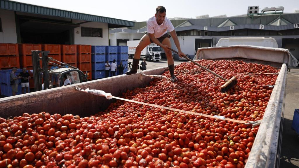 Más de 120.000 kilos de tomates cultivados en el sur de Valencia salen en camiones desde una empresa valenciana rumbo a Buñol. Efe / Biel Aliño