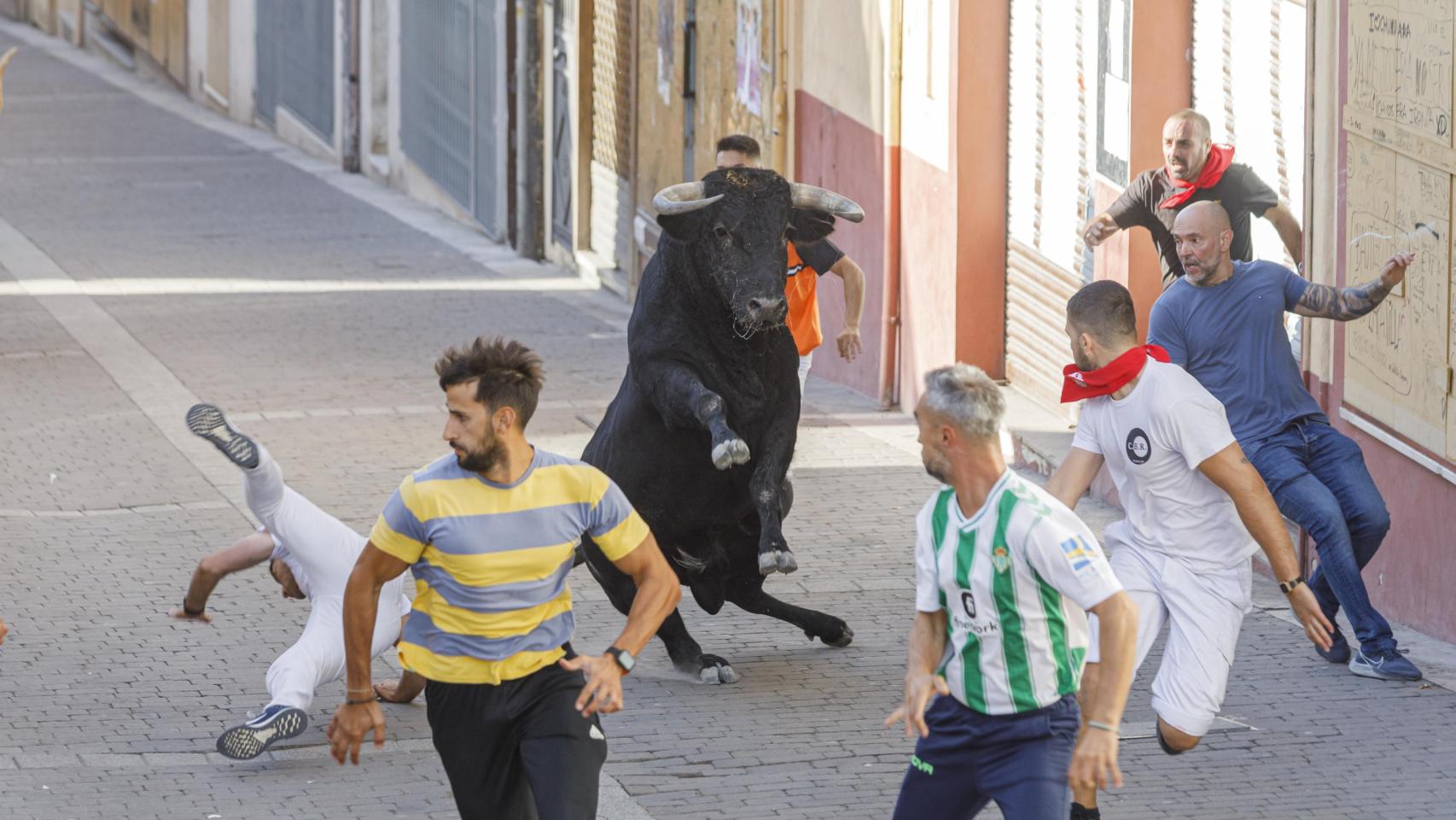 Tercer encierro de Cuéllar con toros de la ganadería Romao Tenorio