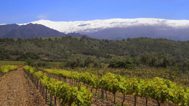 La bodega granadina que triunfa con sus vinos originales con Sierra Nevada de fondo